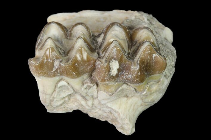 Oreodont (Merycoidodon) Jaw Section - South Dakota #140906